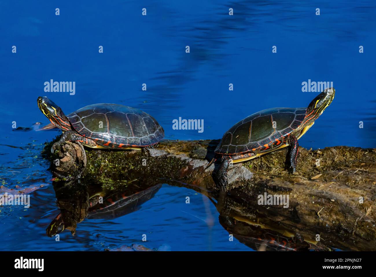 Painted Turtles, Chrysemys picta, basking on a log in a small permanent