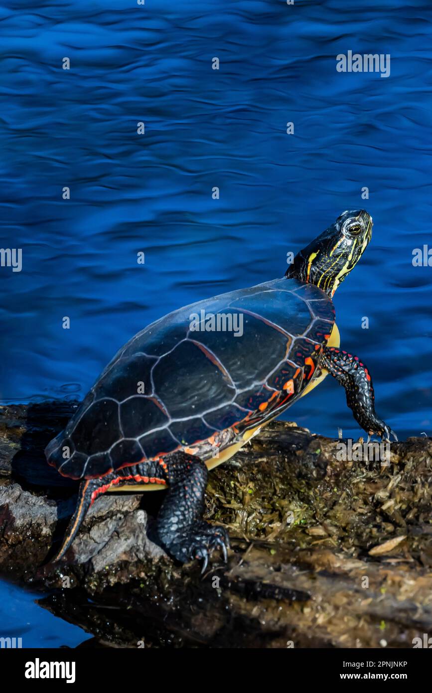 Painted Turtle, Chrysemys picta, basking on a log in a small permanent