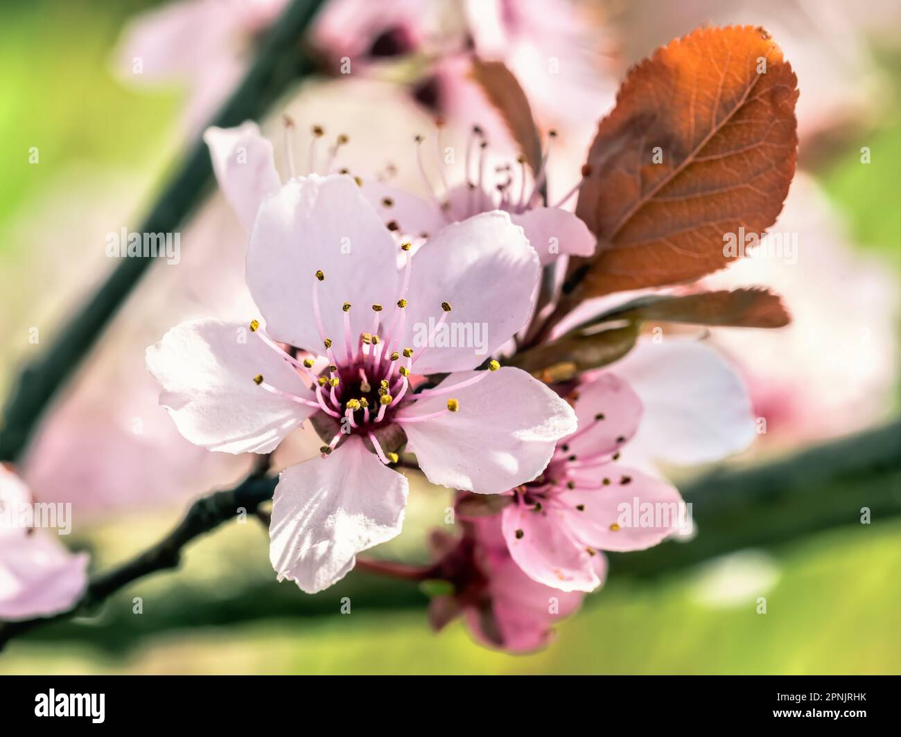 Closeup of beautiful plum-tree flowers in blossom Stock Photo