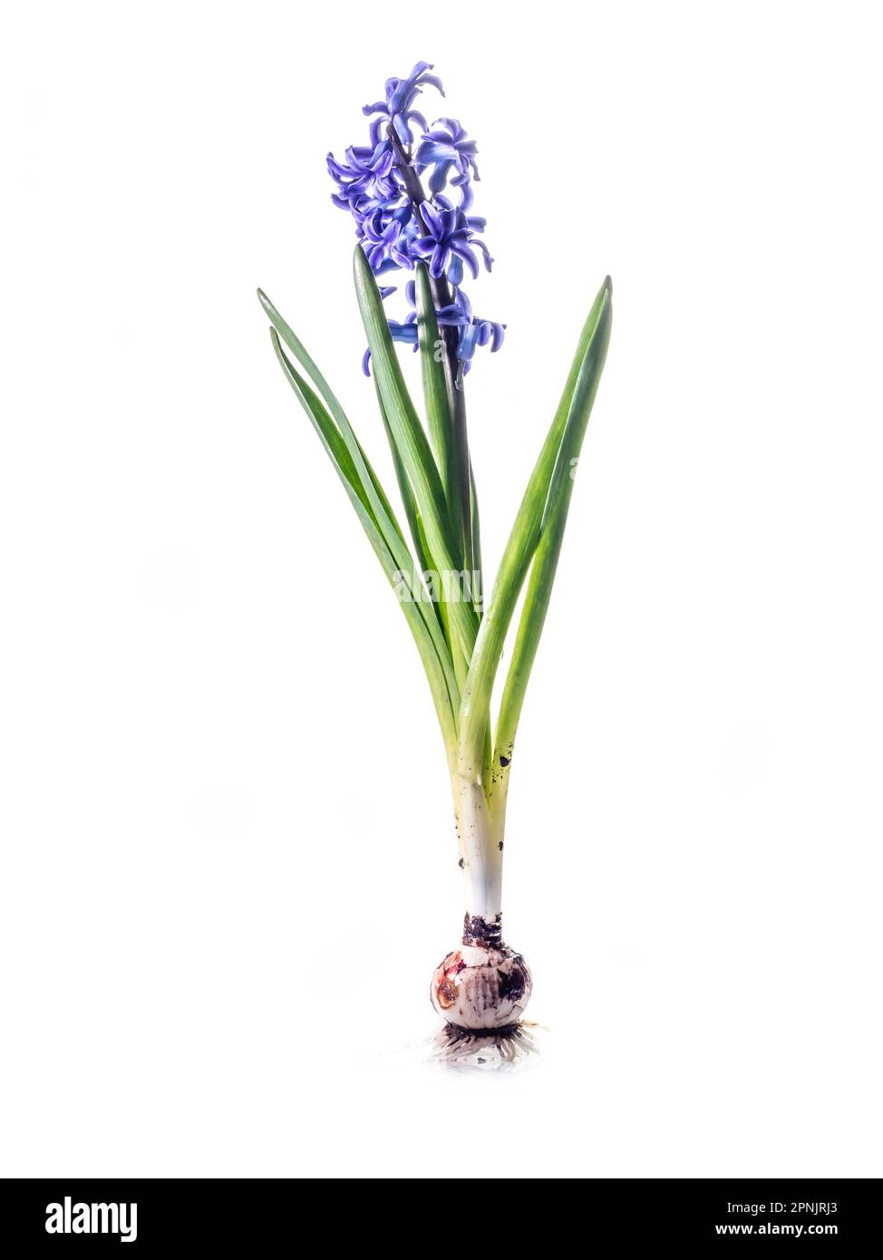 Studio shot of violet hyacinth in blossom with bulb on white background Stock Photo