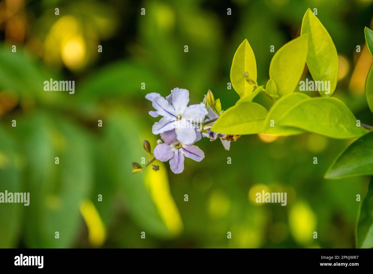 Violet Flowers Of The Plant Duranta Erecta Stock Photo - Alamy