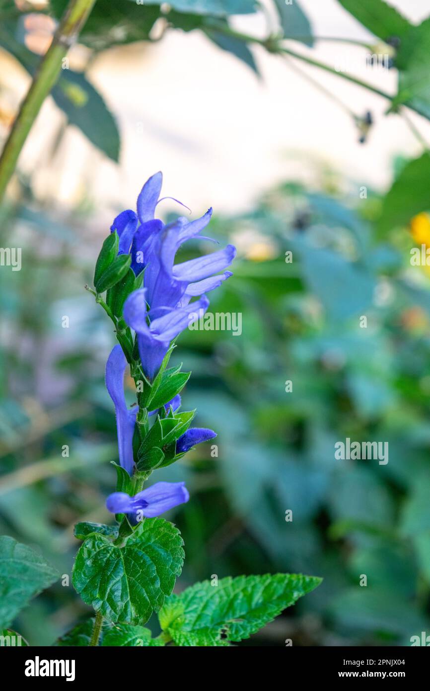 Salvia celeste hi-res stock photography and images - Alamy