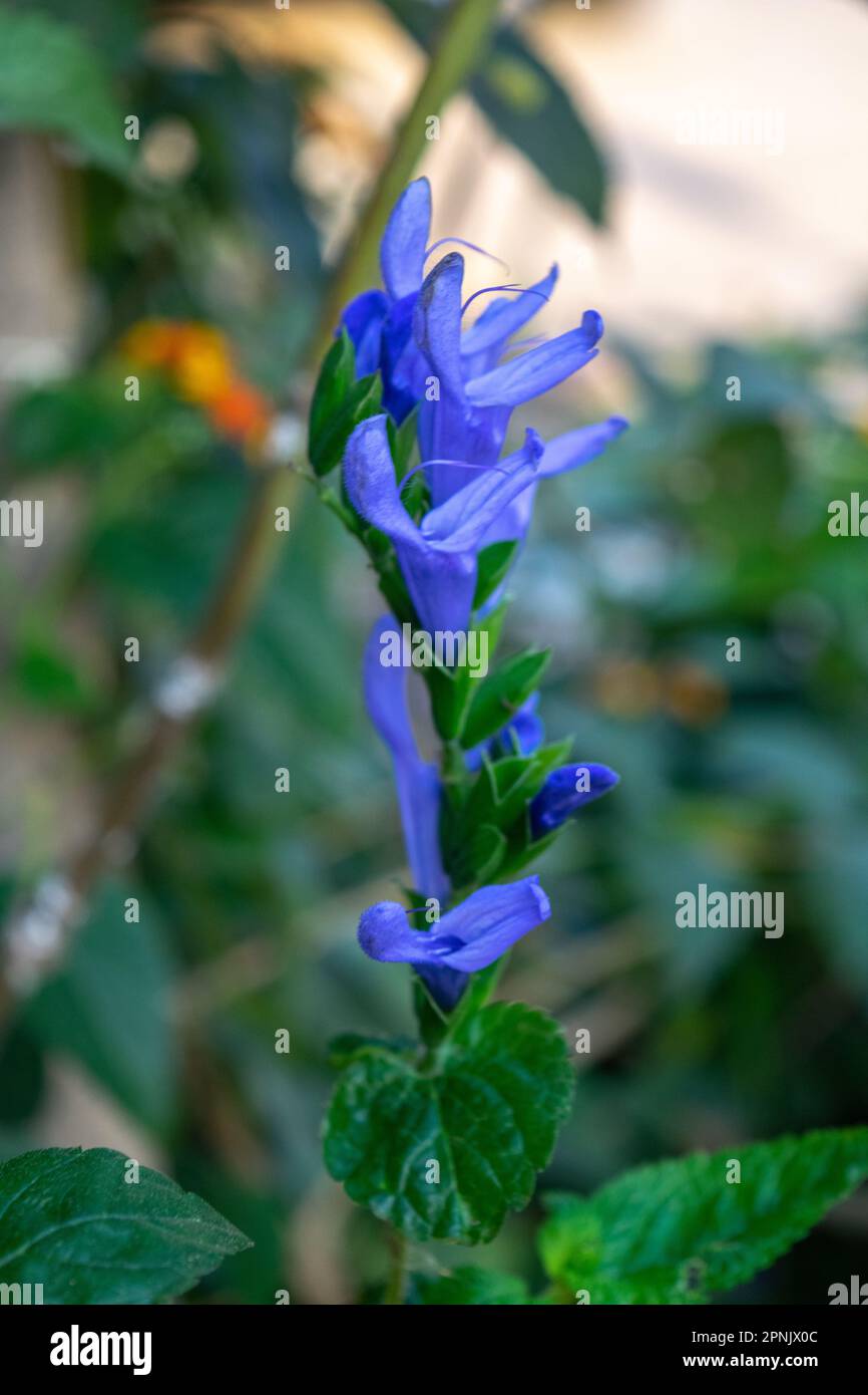 Salvia celeste hi-res stock photography and images - Alamy