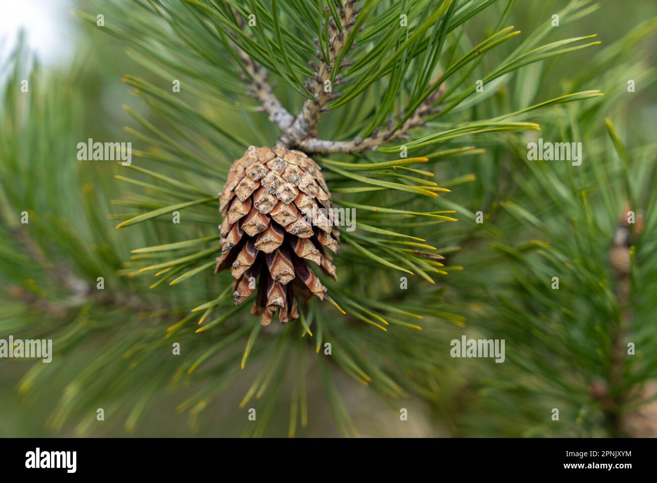 Half-open pine cone on branch with green needles Stock Photo - Alamy