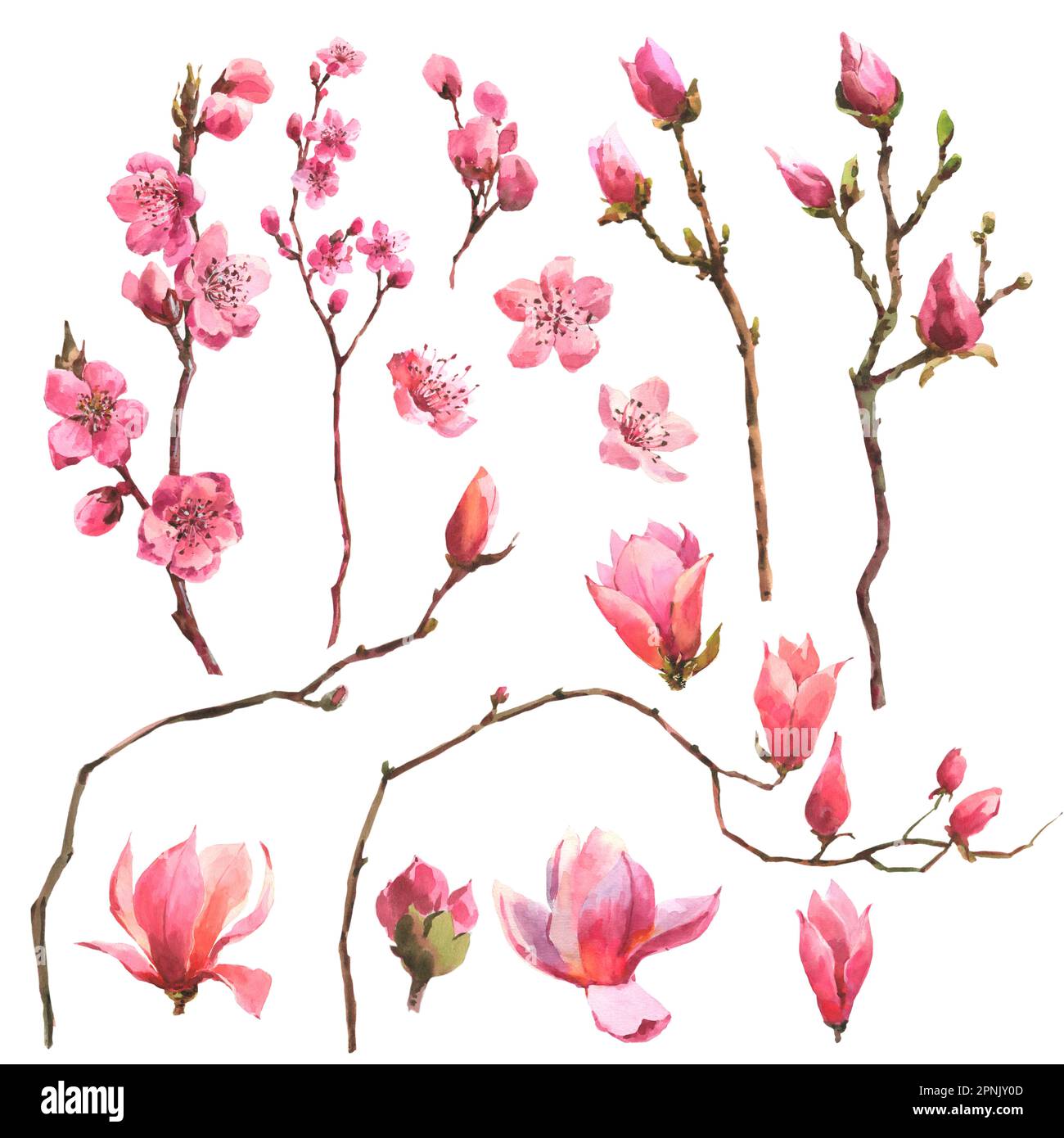 Watercolor branch blossom sakura, pink cherry tree and magnolia flowers ...