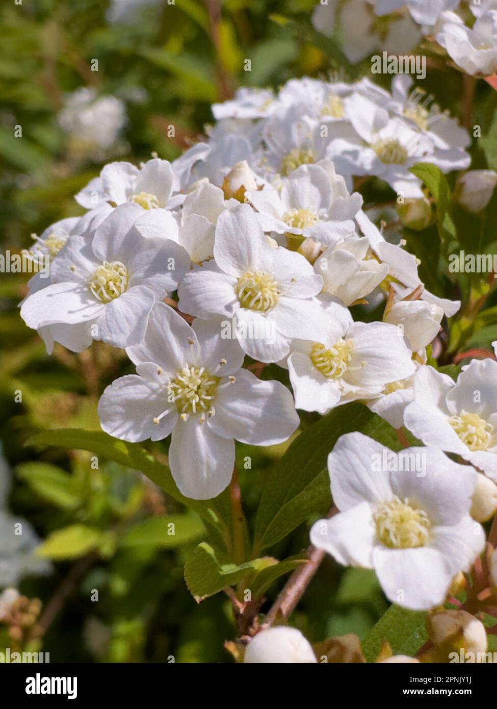 Reeves spirea hi-res stock photography and images - Alamy