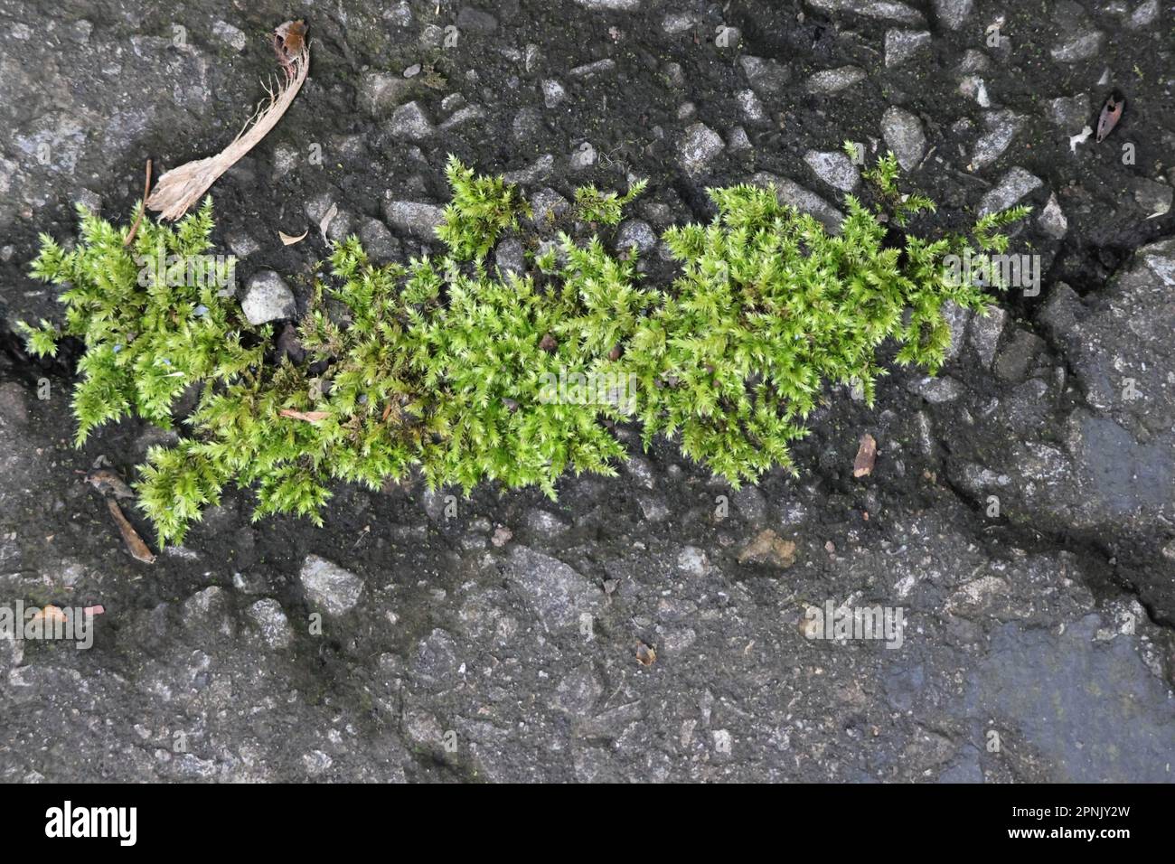 Green moss growing on asphalt. Bryophyta sensu stricto Stock Photo Alamy