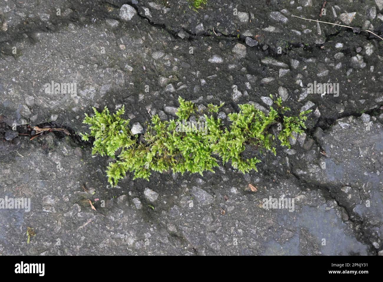Green moss growing on asphalt. Bryophyta sensu stricto Stock Photo Alamy