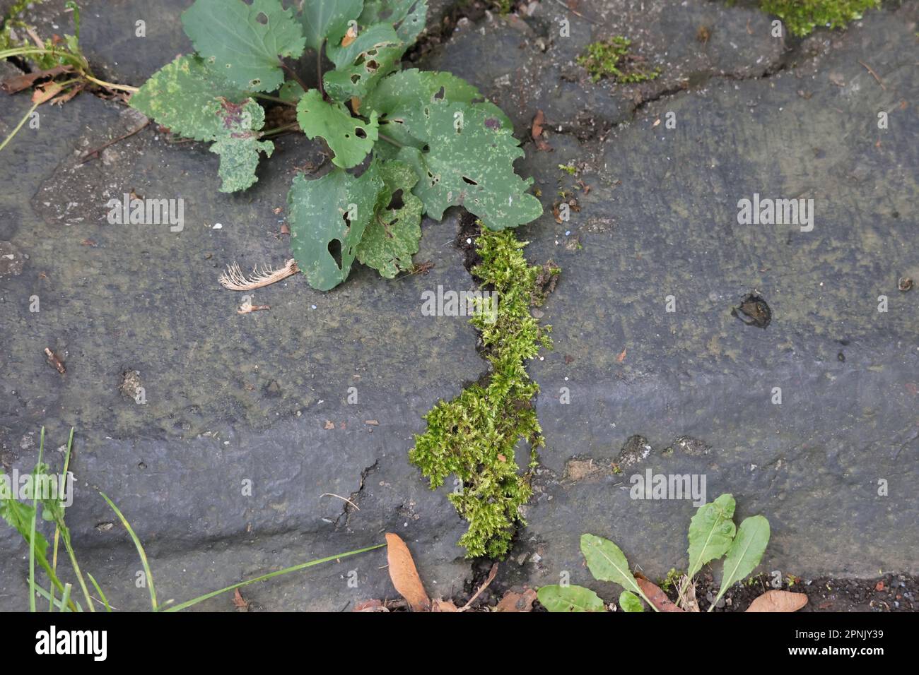 Green moss growing on asphalt. Bryophyta sensu stricto Stock Photo Alamy