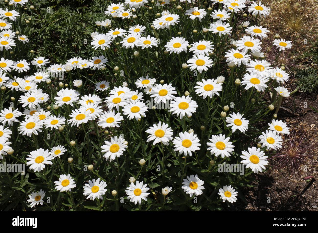 A group of Common Daisy flowers and buds growing in a garden in Hales