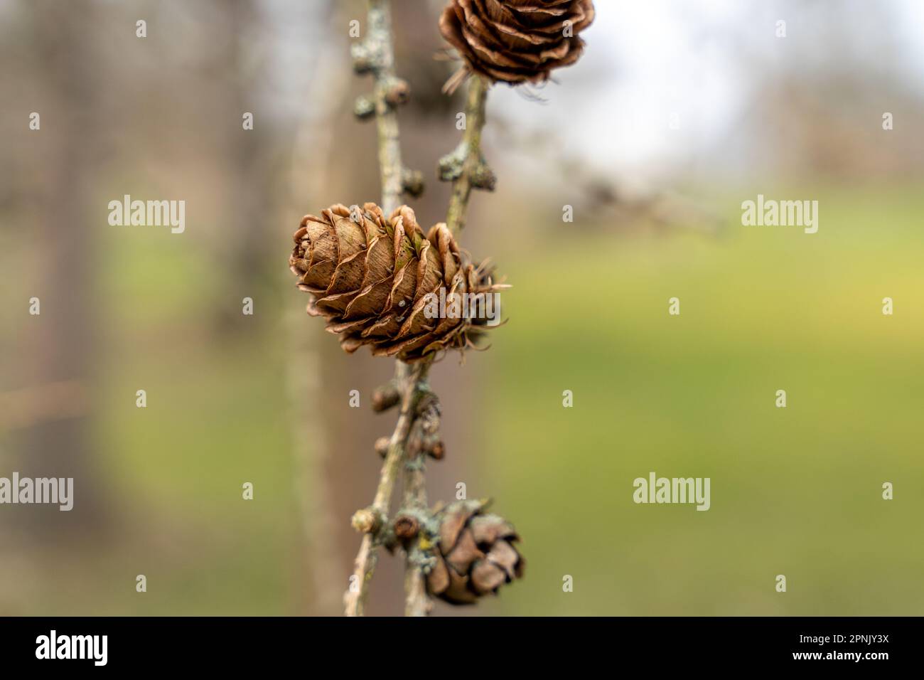 European Larch tree (Larix decidua) cones on a branch without needles Stock Photo