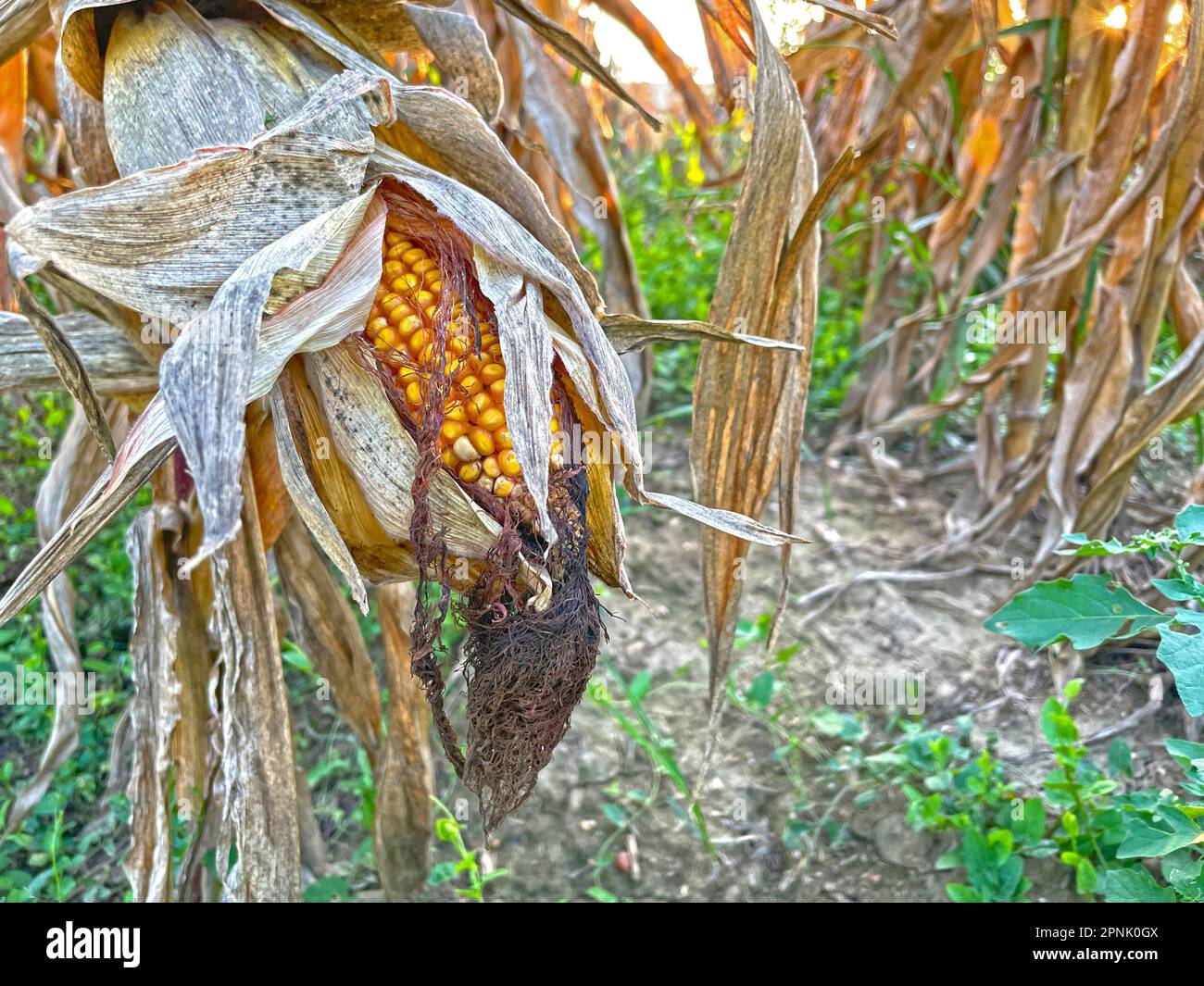 Close-up yellow ripe corn on stalks for harvest in agricultural cultivated field Stock Photo