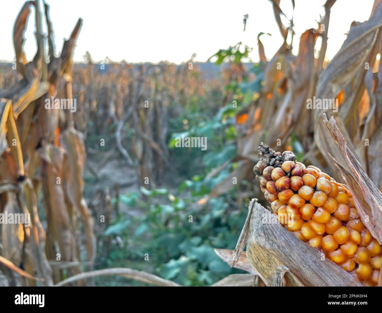 Close-up yellow ripe corn on stalks for harvest in agricultural cultivated field Stock Photo
