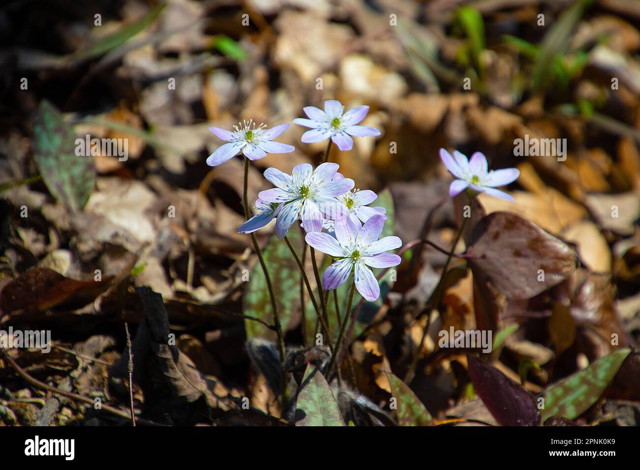 Hepatica wildflowers in bloom in Michigan springtime forest Stock Photo