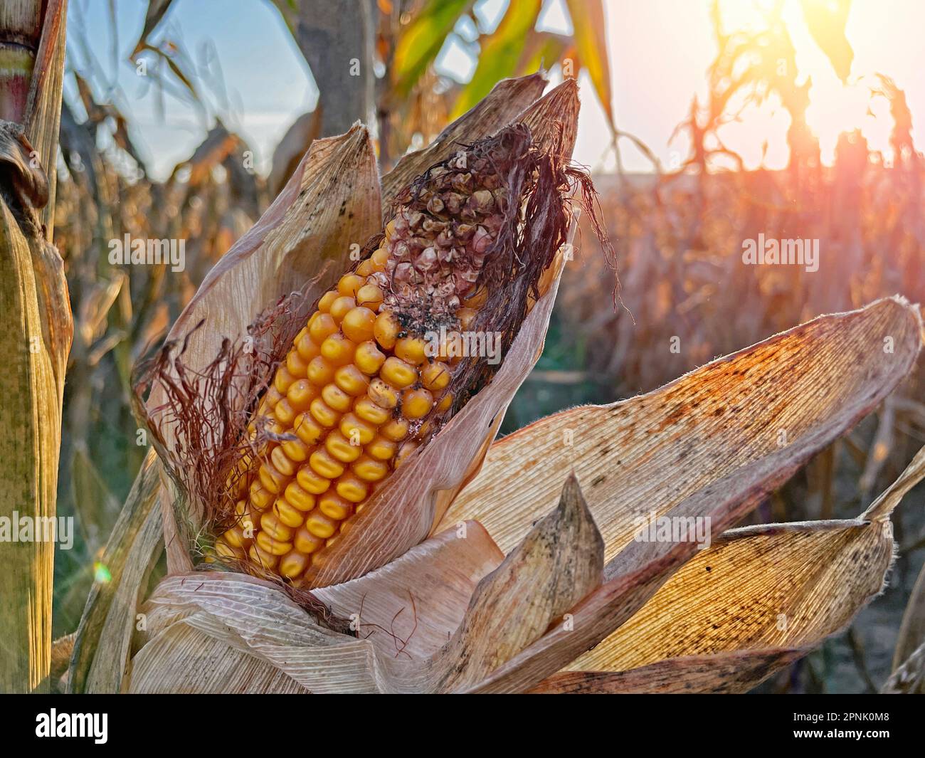 Rotting Close-up yellow ripe corn on stalks for harvest in agricultural cultivated field Stock Photo