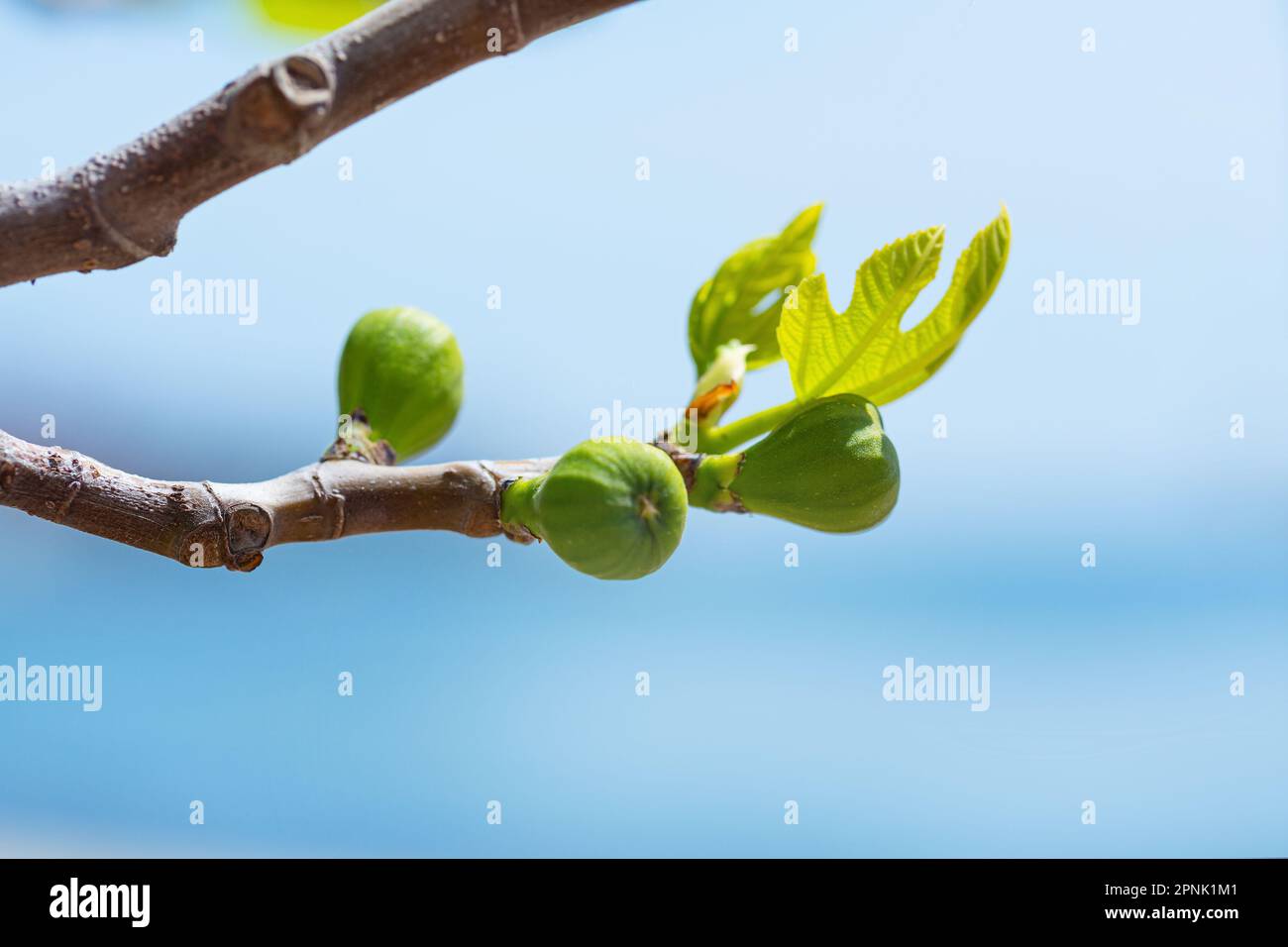 Fig tree sprouts and green figs in spring sunny weather Stock Photo Alamy