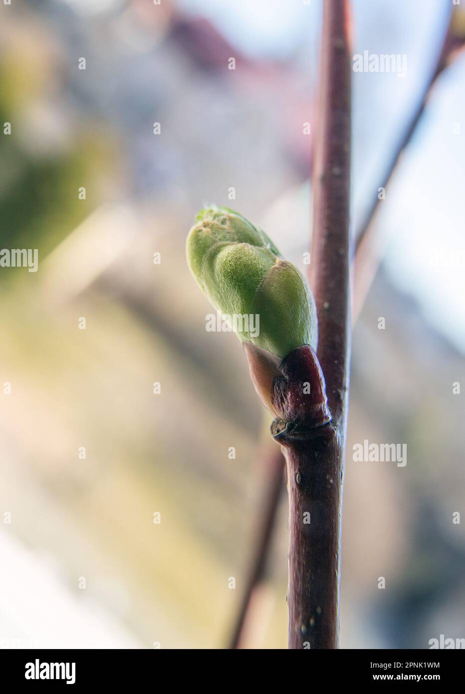 Common lime (Tilia vulgaris) bud and emerging leaf Stock Photo Alamy