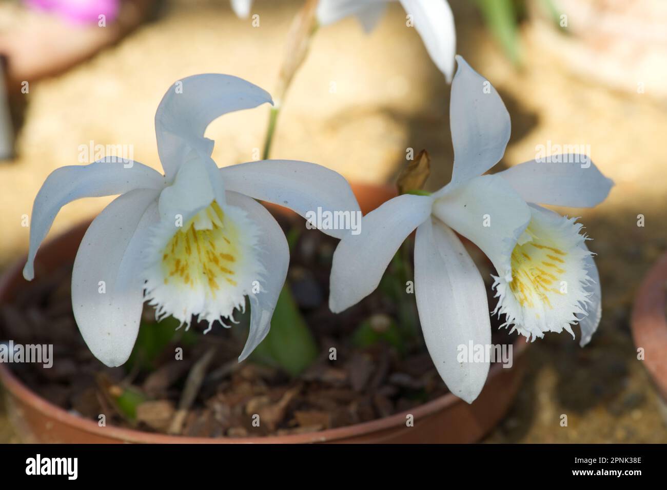White spring flowers of hardy orchid pleione grandiflora in UK glasshouse April Stock Photo