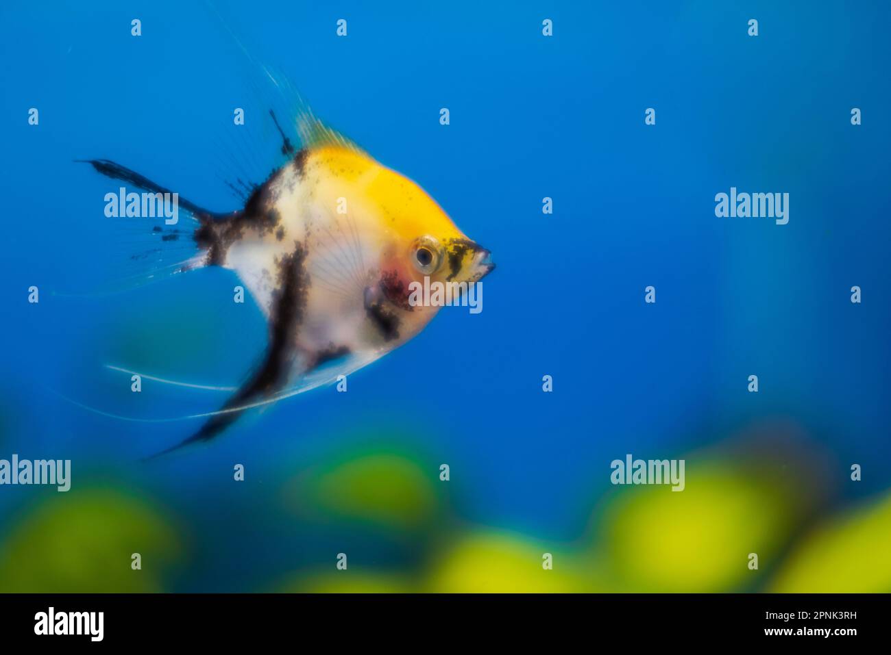 Close up view of aquarium with colorful angelfish. Stock Photo