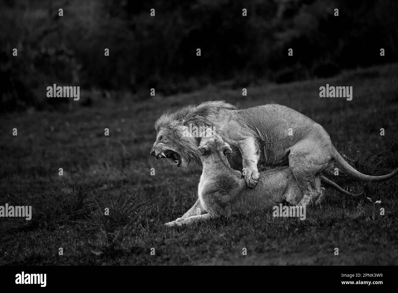 Lions mating Black and White Stock Photos & Images - Alamy