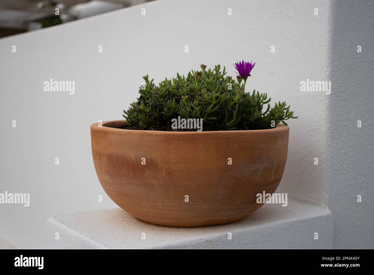 a small terracotta bowl with a small flowering plant with a white building wall in the background Stock Photo