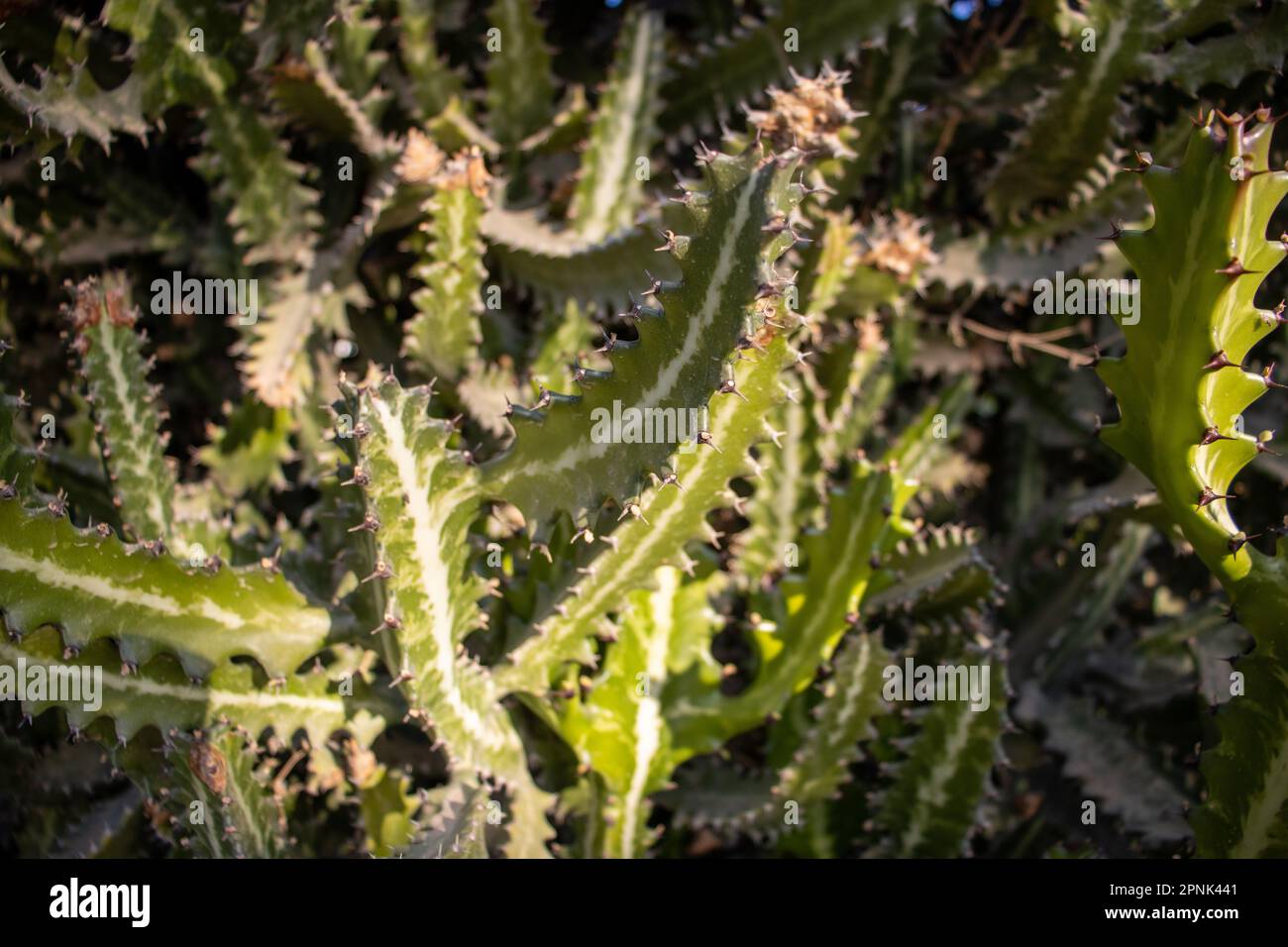 lose up of a dark green tropical Cactus used for a hedge Stock Photo