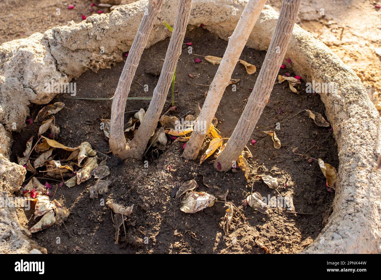 four stems of a tree with soil and a ring of cement Stock Photo
