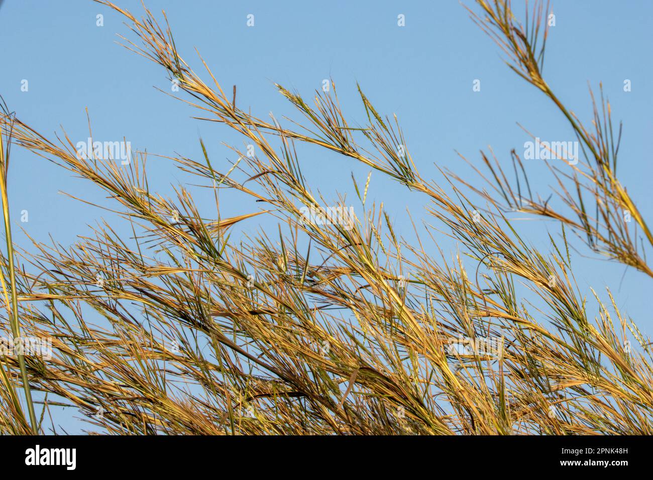 grass waving in the wind with a clear blue sky in West Africa Stock Photo