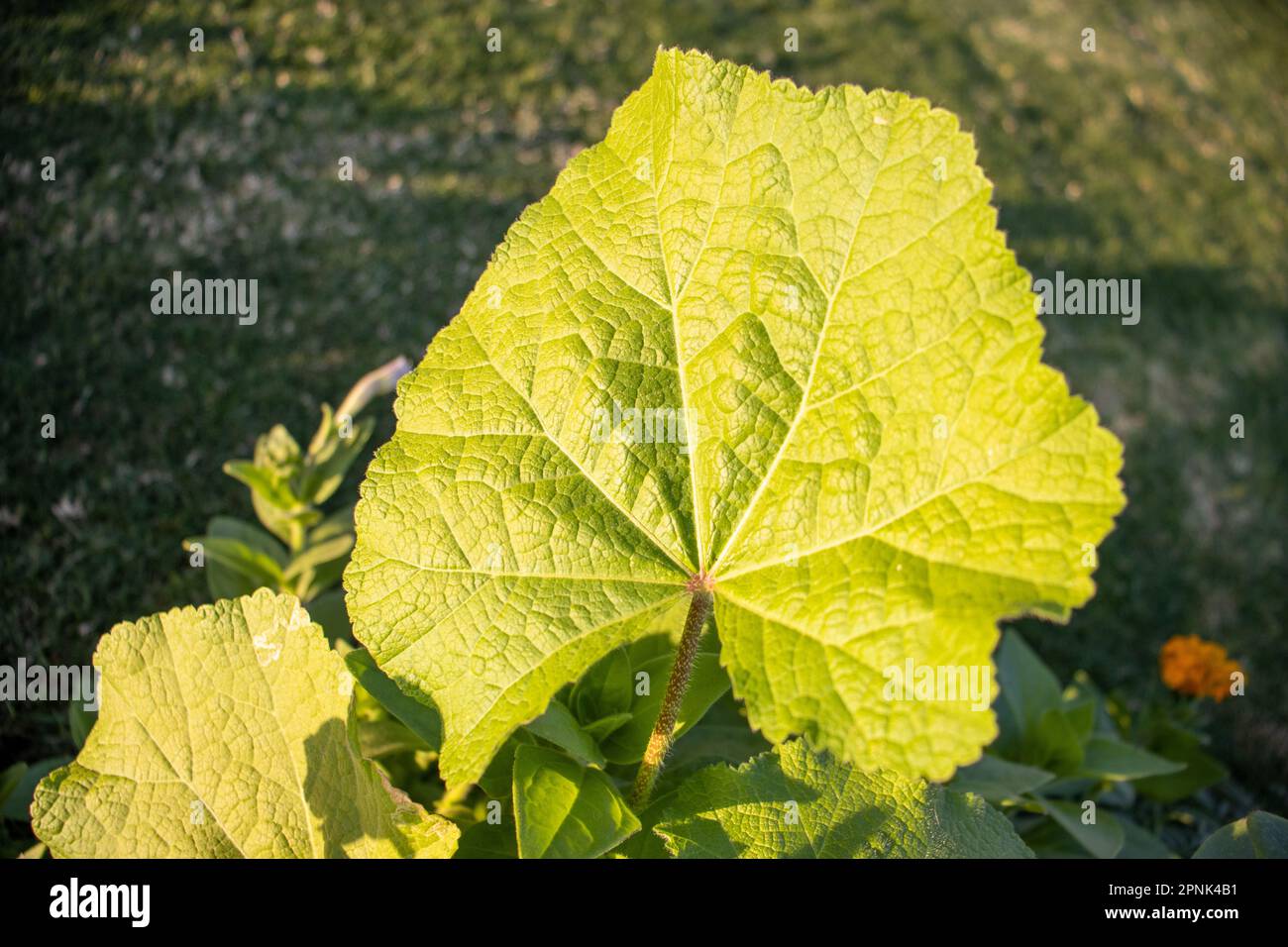 green leaf of the Hollyhock (Alcea species) in the morning sun Stock Photo