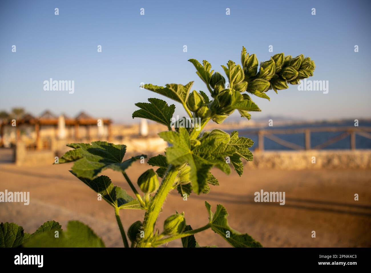 green shoot with flower buds of Hollyhock (Alcea species) in the morning sun Stock Photo