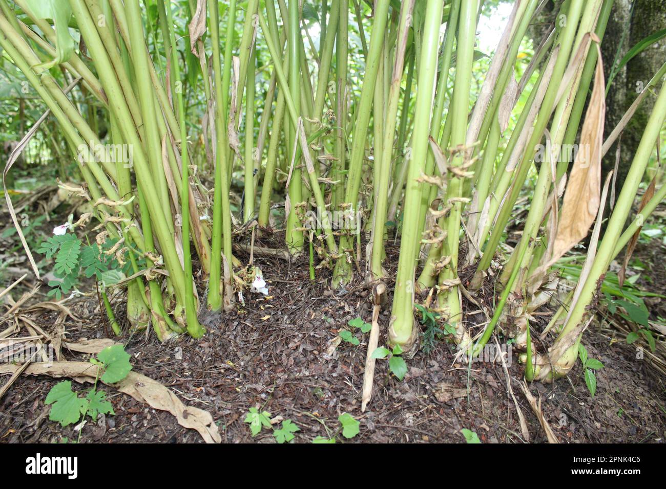 green stems and plant of root ginger Stock Photo