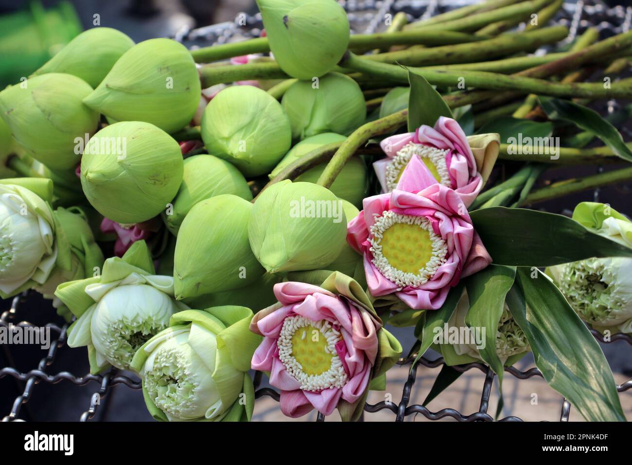 green, pink and white sacred lotus (Nelumbo nucifera) flowers and buds left as offerings made Stock Photo