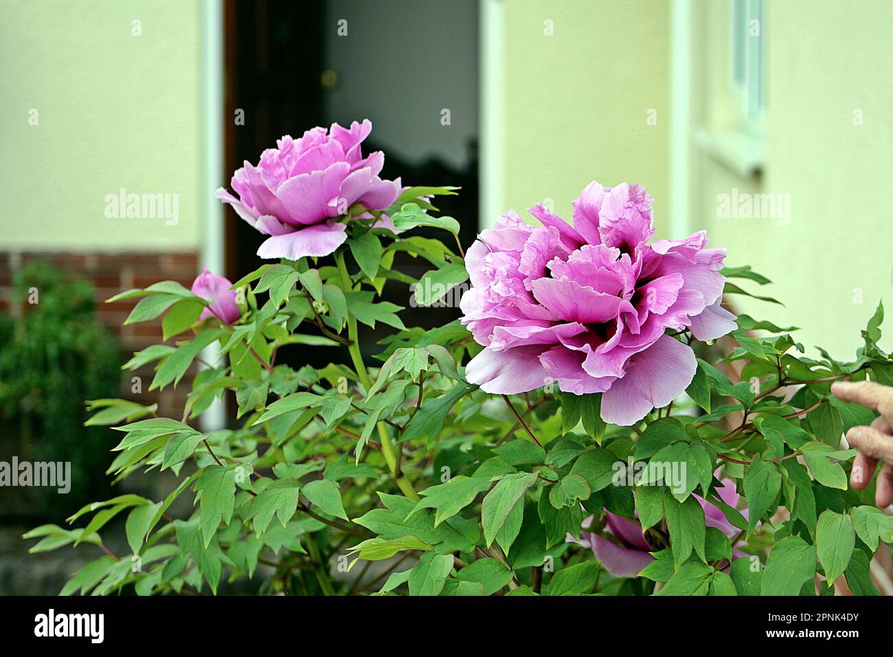 group of bright pink double peony or paeony (genus Paeonia) with a yellow wall in the background Stock Photo