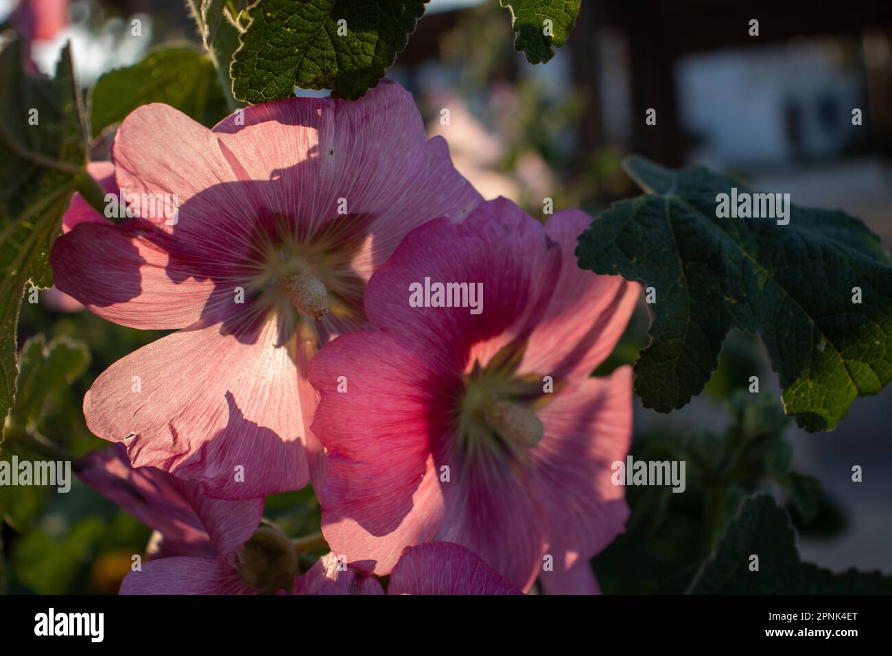 huge pink flowers of Hollyhock (Alcea species) Stock Photo