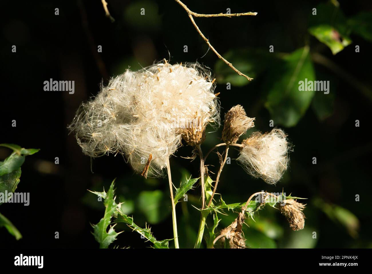 large dry thistle seed heads isolated on a natural green summer woodland background Stock Photo