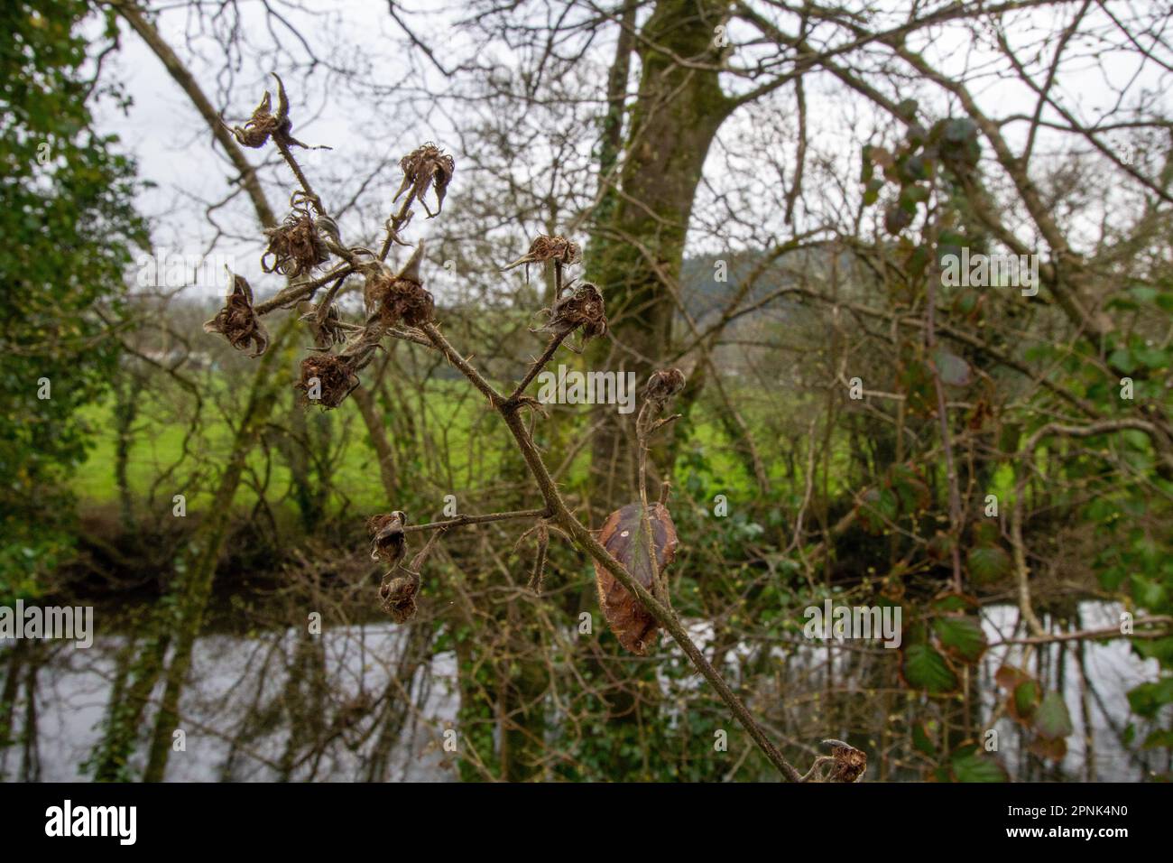 last years bramble black berry with dried fruit and leaves with a small river in Devon seen through a mass of trees in winter Stock Photo