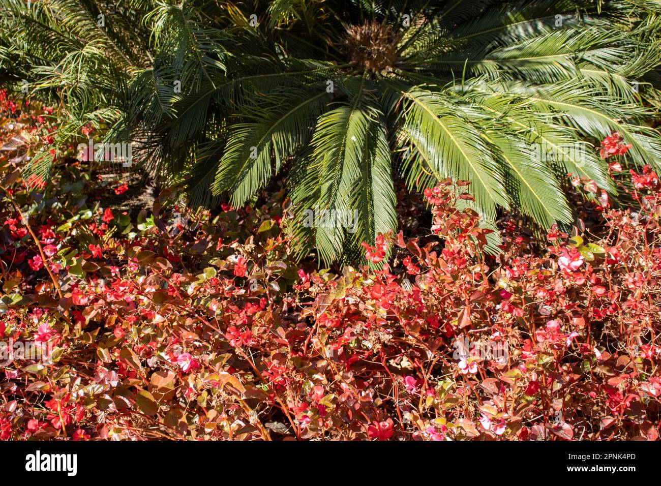 leaves of a Tree fern used in a formal garden flower boarder Stock Photo
