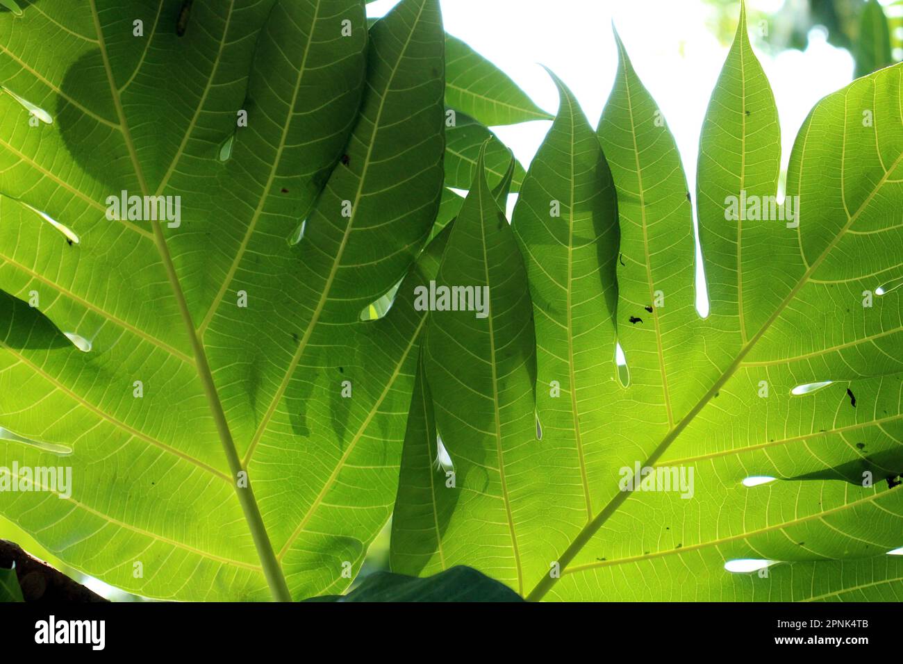 light behind tropical green leaves with shadows Stock Photo