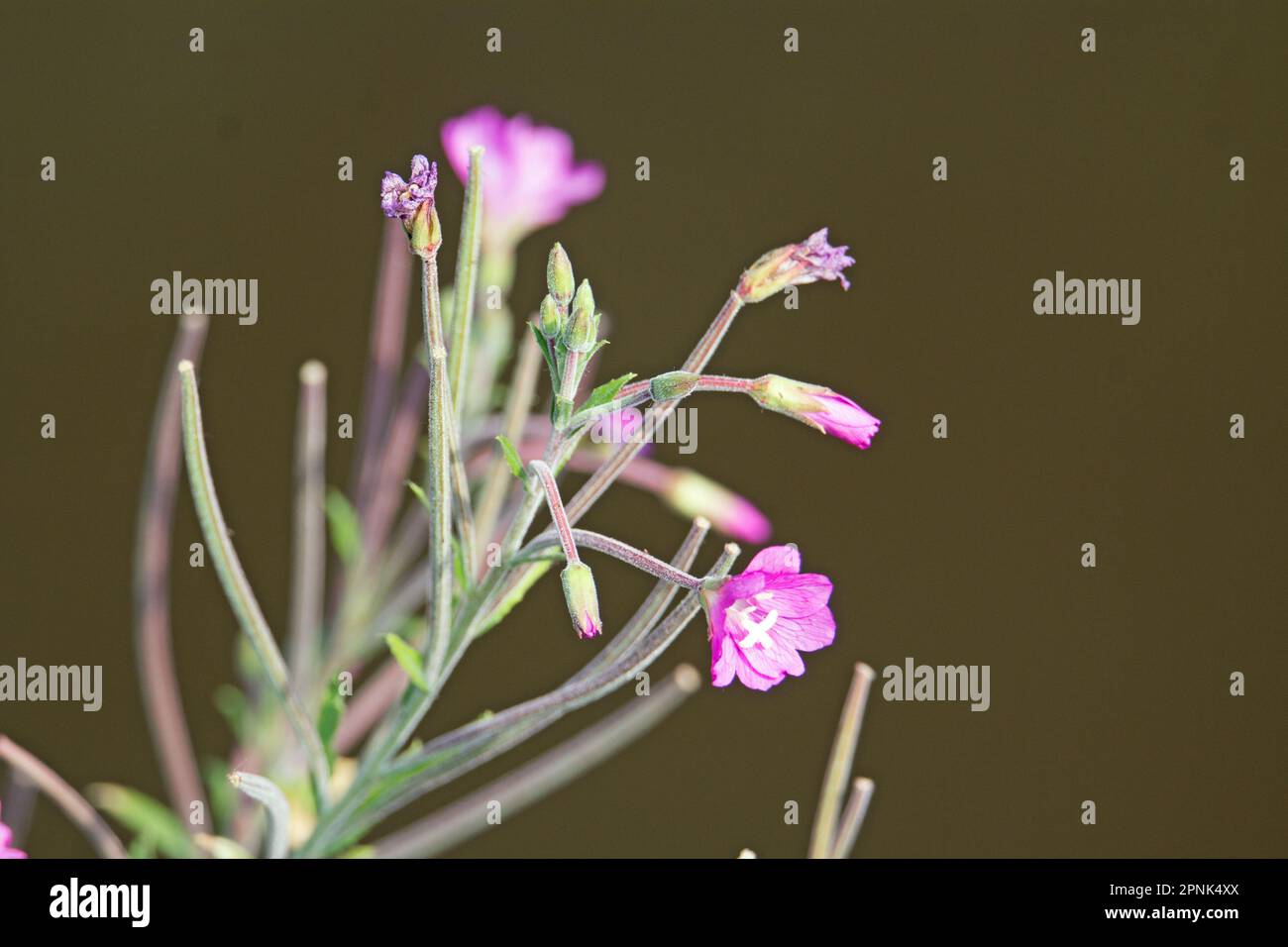 mass of pale pink wild flowers isolated on a natural green background Stock Photo