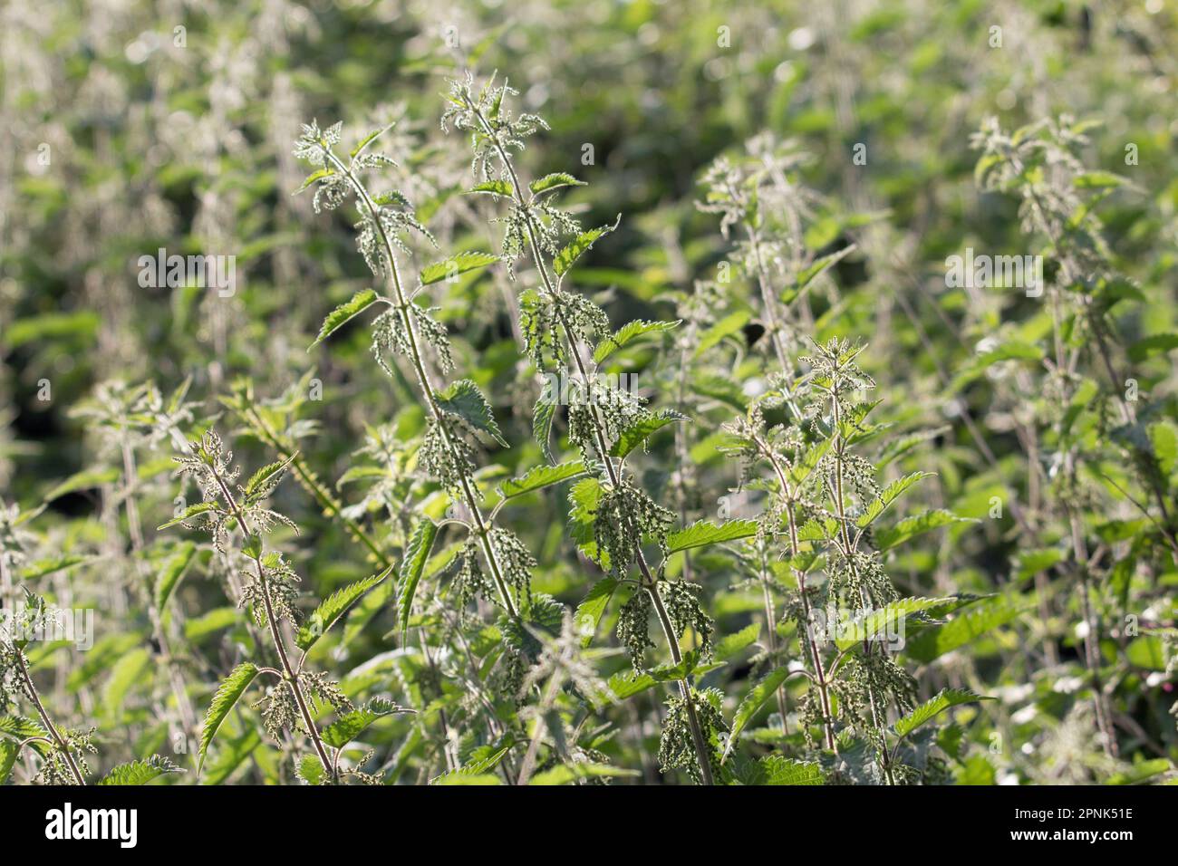multiple common stinging nettle (Urtica dioica) isolated Stock Photo