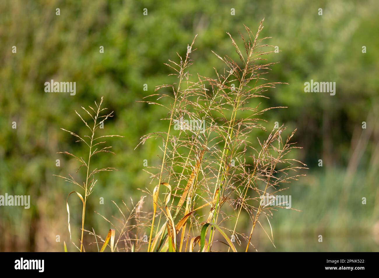 multiple grass flower head isolated on a natural green background Stock Photo