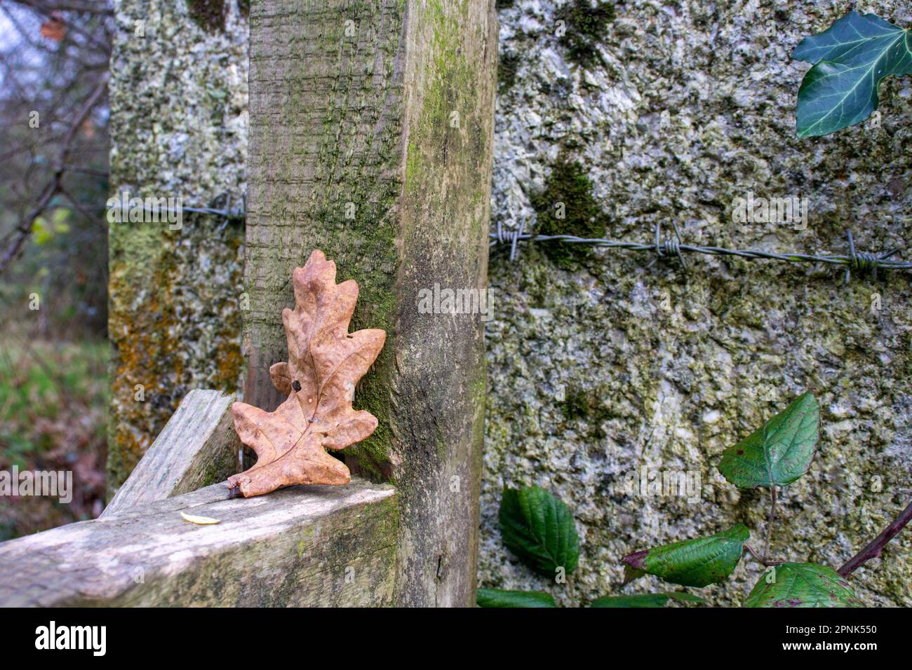 Oak leaf resting between two wooden pieces of an old gate Stock Photo