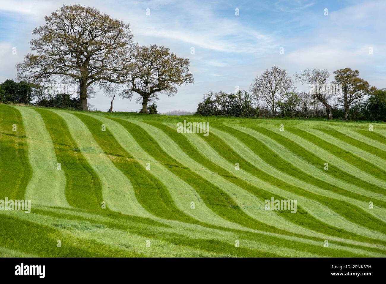 Stripes in freshly mown grass in an undulating meadow on a farm in Worcestershire. Stock Photo