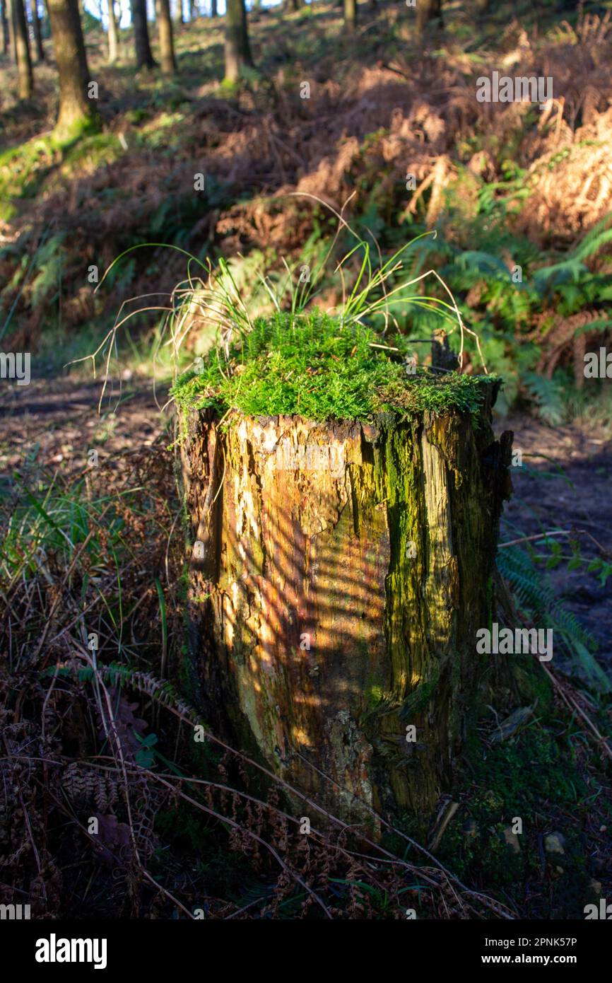 old pine stump beside a path with moss and grass growing from the top in the morning light Stock Photo