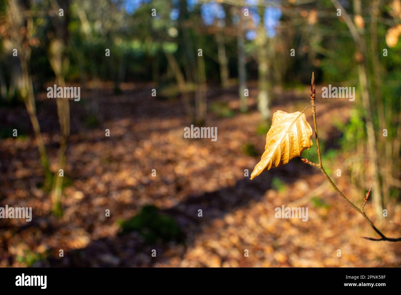 one brown and dried Beech leaves isolated on a natural woodland background Stock Photo