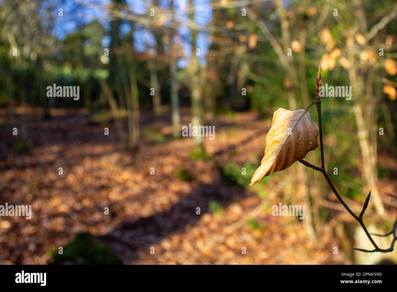 one brown and dried Beech leaves isolated on a natural woodland path background Stock Photo