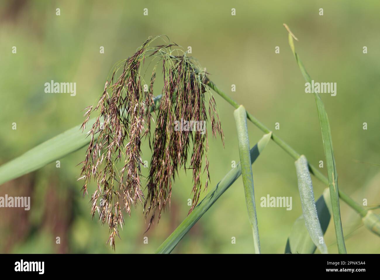one common reed (Phragmites australis) flower head isolated on a natural green background Stock Photo
