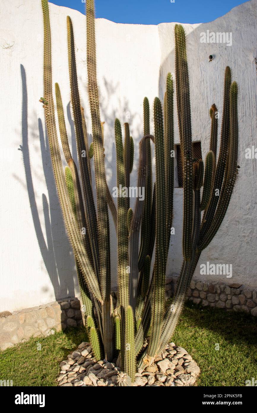 Organ pipe cactus (Stenocereus thurberi) on a white wall Stock Photo