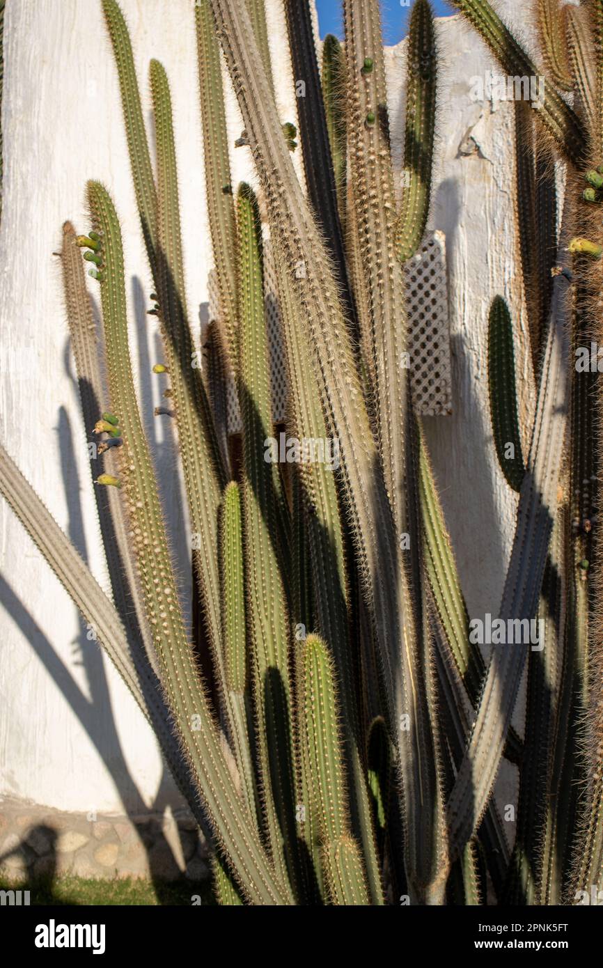 Organ pipe cactus (Stenocereus thurberi) on a white wall Stock Photo