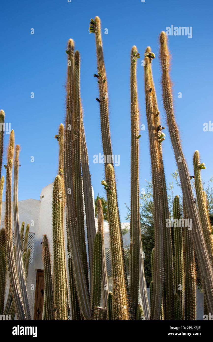Organ pipe cactus (Stenocereus thurberi) with dark blue sky in the background Stock Photo